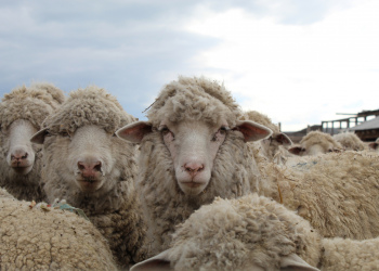Овцеводческие хозяйства Республики Бурятия примут участие во втором этапе Всероссийской выставки племенных овец и коз, которая состоится в Чите с 6 по 9 июня.