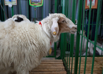 Сибирско дальневосточная выставка племенных овец и коз 2021 год.