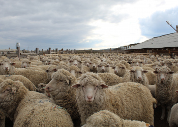 В Республике Бурятия возобновляют искусственное осеменение овец.
