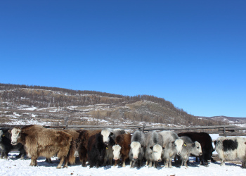 Перспективы племенного животноводства в Окинском районе Республике Бурятия