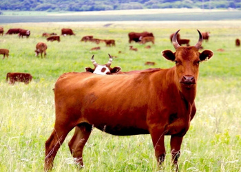 В России утвердили правила снижения компенсаций за потери скота