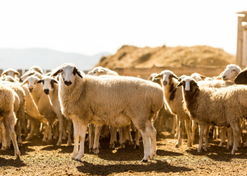«Сохранение и перспективы развития тонкорунного овцеводства в Республике Бурятия»