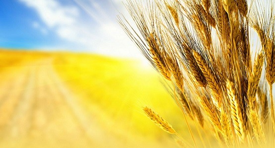 Фонд поддержки сельскохозяйственной потребительской кооперации РБ